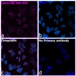 Lamin B1 Antibody in Immunocytochemistry (ICC/IF)