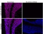 Lamin B1 Antibody in Immunohistochemistry (Paraffin) (IHC (P))