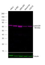 Lamin B1 Antibody in Western Blot (WB)