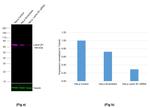 Lamin B1 Antibody in Western Blot (WB)