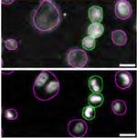 STING Antibody in Immunocytochemistry (ICC/IF)