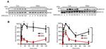 Phospho-ERK1/ERK2 (Thr185, Tyr187) Antibody in Western Blot (WB)