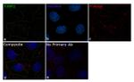 53BP2 Antibody in Immunocytochemistry (ICC/IF)