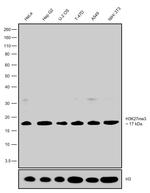 H3K27me3 Antibody in Western Blot (WB)