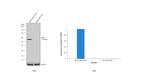 MST2 Antibody in Western Blot (WB)