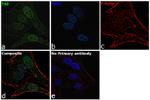 TAZ Antibody in Immunocytochemistry (ICC/IF)