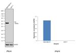 TAZ Antibody in Western Blot (WB)