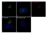 LIMP2 Antibody in Immunocytochemistry (ICC/IF)