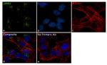 LIMP2 Antibody in Immunocytochemistry (ICC/IF)