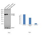 LIMP2 Antibody