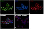 IFI30 (Precursor) Antibody in Immunocytochemistry (ICC/IF)