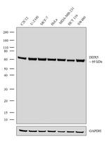 DDX5 Antibody in Western Blot (WB)