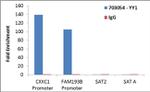 YY1 Antibody in ChIP Assay (ChIP)