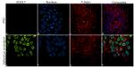 SOX17 Antibody in Immunocytochemistry (ICC/IF)