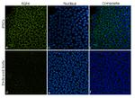 FGF4 Antibody