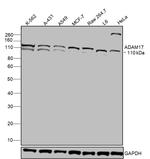 ADAM17 Antibody in Western Blot (WB)