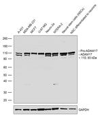 ADAM17 Antibody in Western Blot (WB)