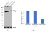 ADAM17 Antibody in Western Blot (WB)