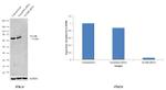 NUMB Antibody in Western Blot (WB)