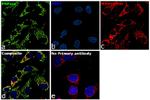 PNPase Antibody in Immunocytochemistry (ICC/IF)