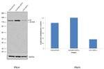 p130 Antibody in Western Blot (WB)