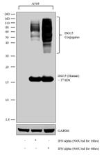 ISG15 Antibody in Western Blot (WB)