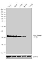 ISG15 Antibody in Western Blot (WB)