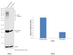 ISG15 Antibody in Western Blot (WB)