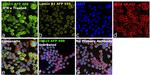 ISG15 Antibody in Immunocytochemistry (ICC/IF)