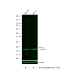 ISG15 Antibody in Western Blot (WB)