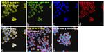 ISG15 Antibody in Immunocytochemistry (ICC/IF)