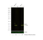 ISG15 Antibody in Western Blot (WB)