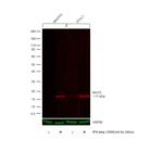 ISG15 Antibody in Western Blot (WB)