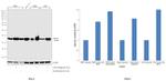 UBE2L6 Antibody