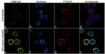 UBE2L6 Antibody in Immunocytochemistry (ICC/IF)