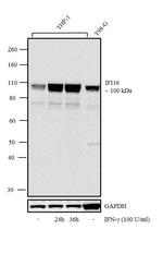 IFI16 Antibody in Western Blot (WB)