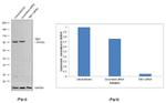 TBK1 Antibody