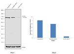 SATB1 Antibody