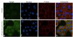 ZBP1 Antibody in Immunocytochemistry (ICC/IF)