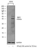 ZBP1 Antibody