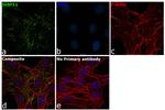 IGSF11 Antibody in Immunocytochemistry (ICC/IF)