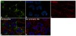 Axl Antibody in Immunocytochemistry (ICC/IF)