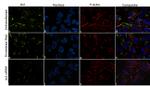 Axl Antibody