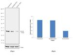 MAT2B Antibody in Western Blot (WB)