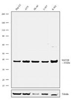 MAT2B Antibody in Western Blot (WB)