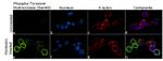 Phospho-Tyrosine Hydroxylase (Ser40) Antibody in Immunocytochemistry (ICC/IF)