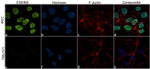 ESRRB Antibody