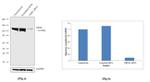 CRM1 Antibody