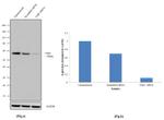 TAB1 Antibody in Western Blot (WB)