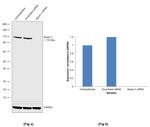 Ataxin 1 Antibody in Western Blot (WB)